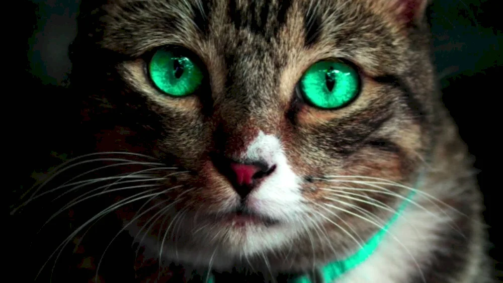 Beautiful cats