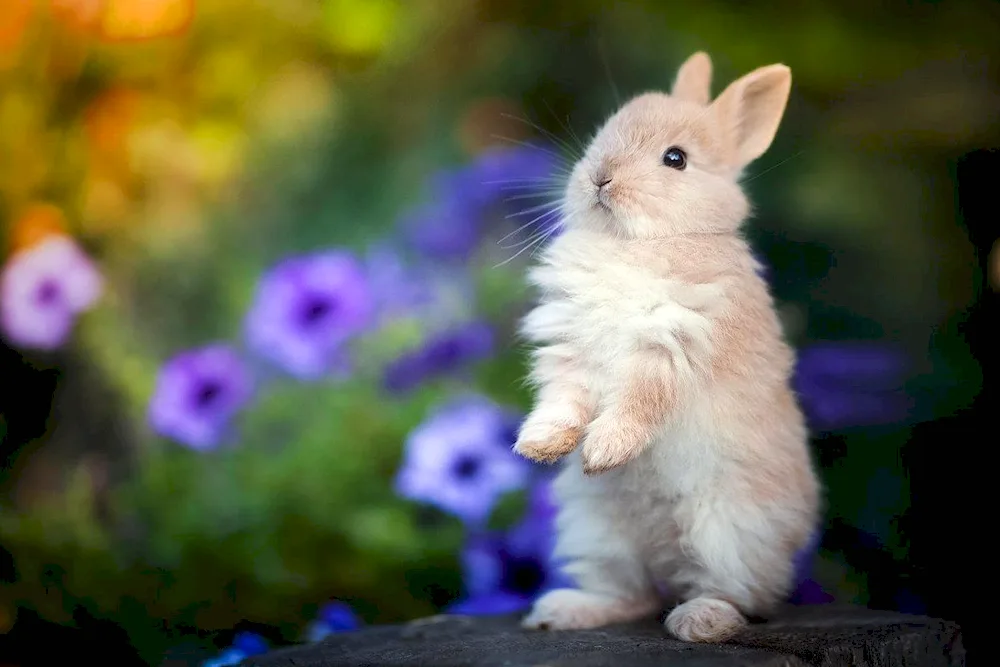 Cute rabbits small