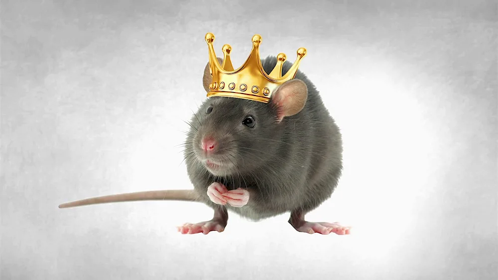 Jungaric hamsters