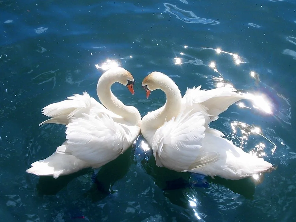 Beautiful swans