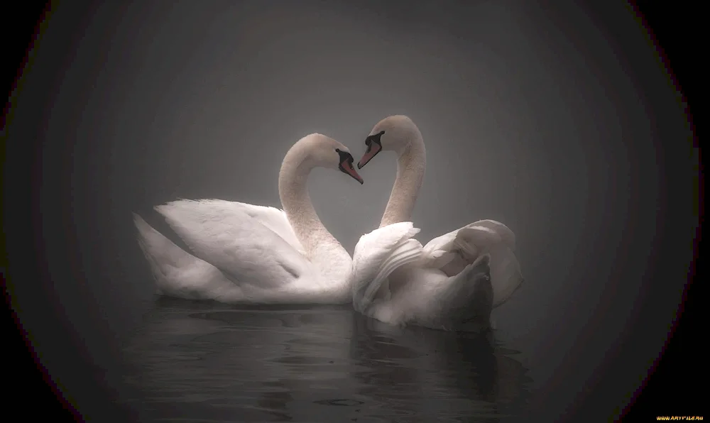 A pair of swans