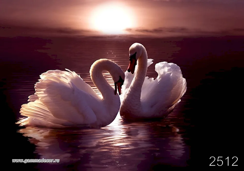 Two swans