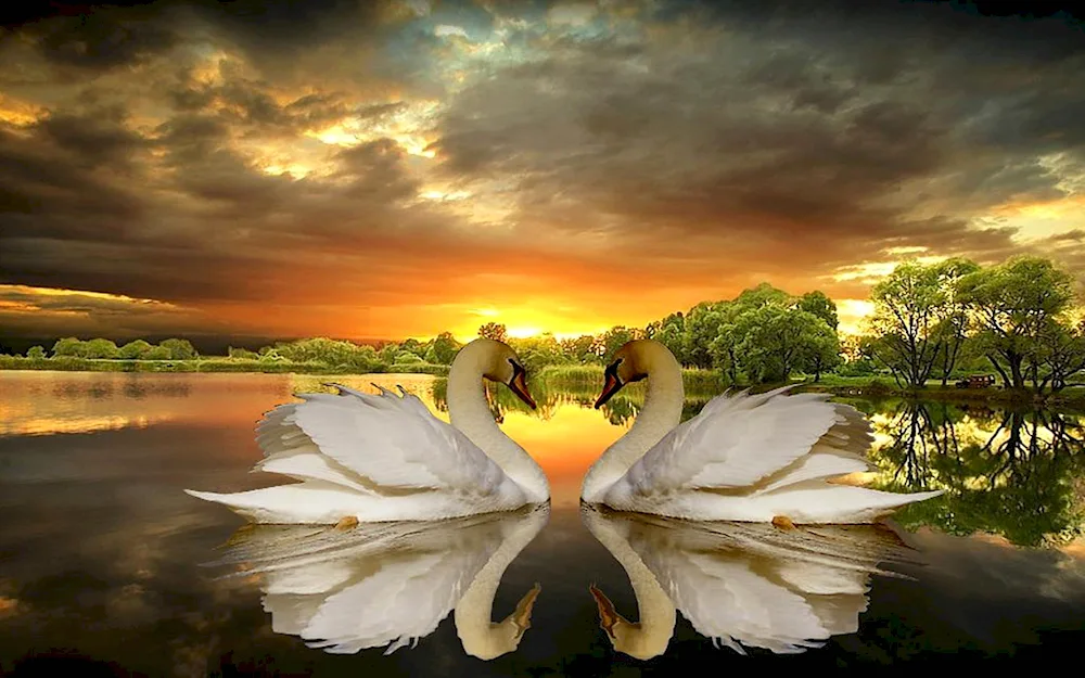 Living swans