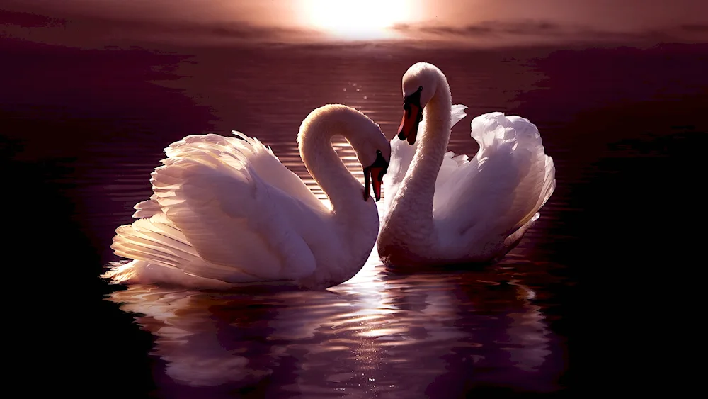 Beautiful swans