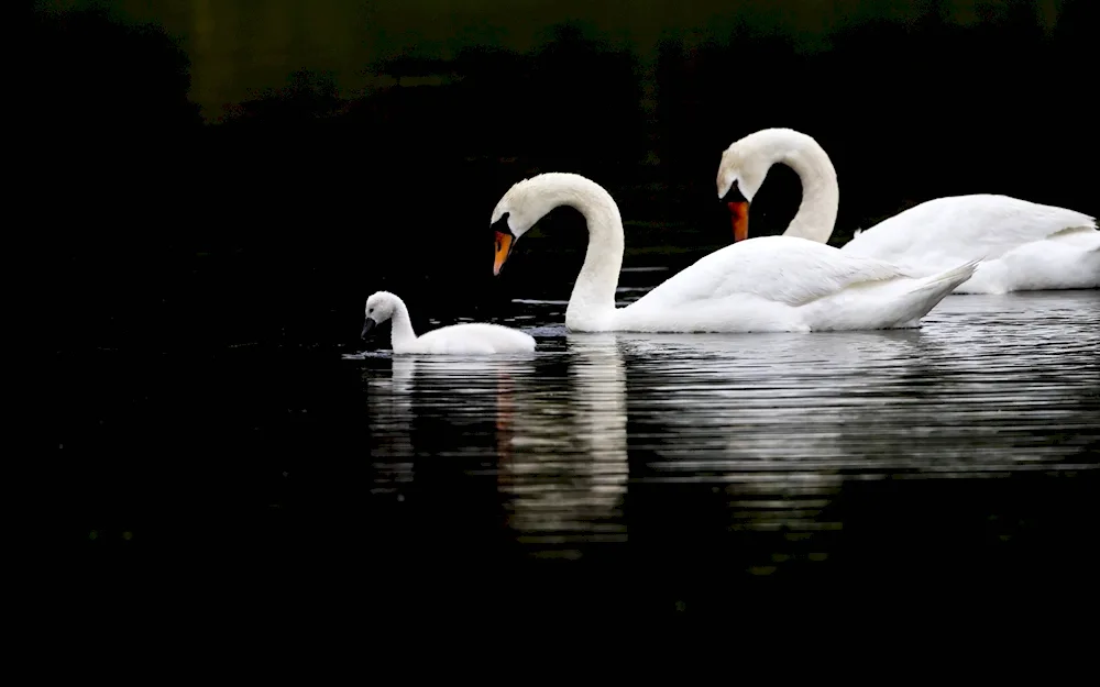 Milato diamond mosaic Swan Fidelity