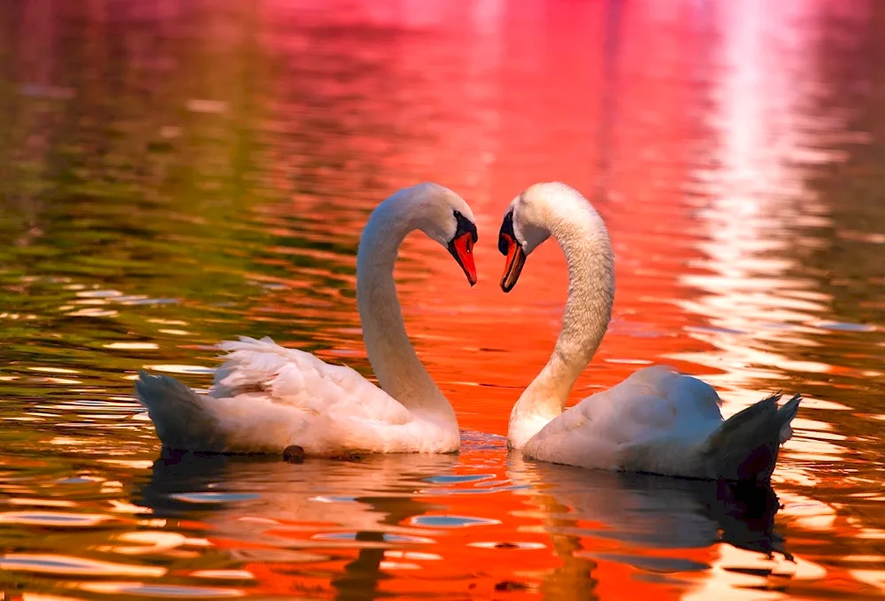 Beautiful swans