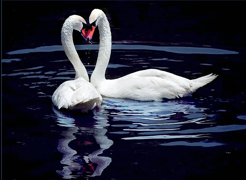 Beautiful swans