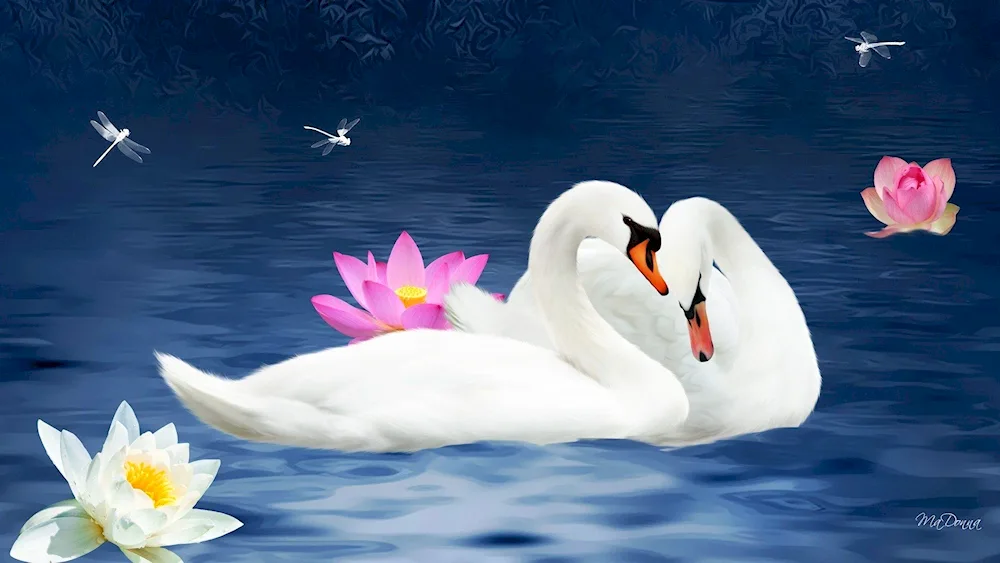 Beautiful swans