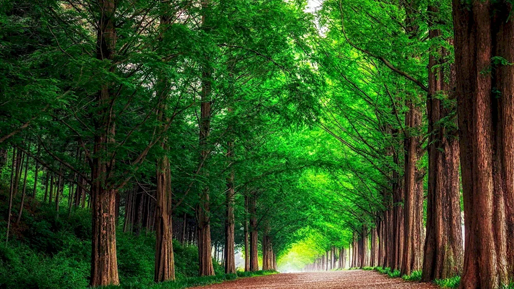 Beautiful forests