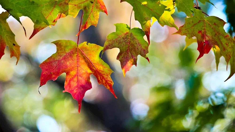 Beautiful leaves