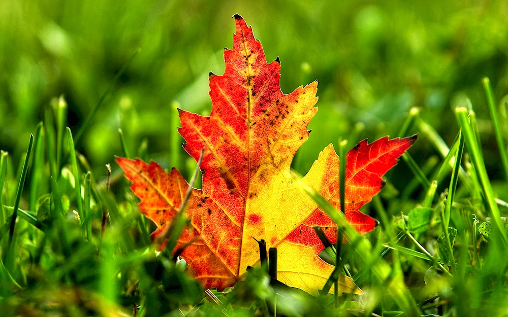 Autumn nature