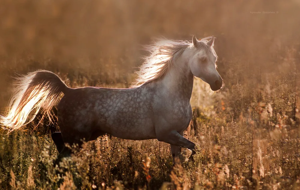 Beautiful Horses