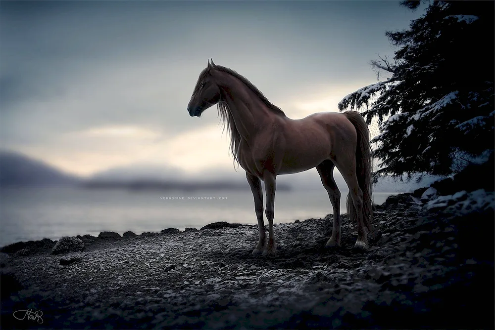 Arab Horse Mustang horse