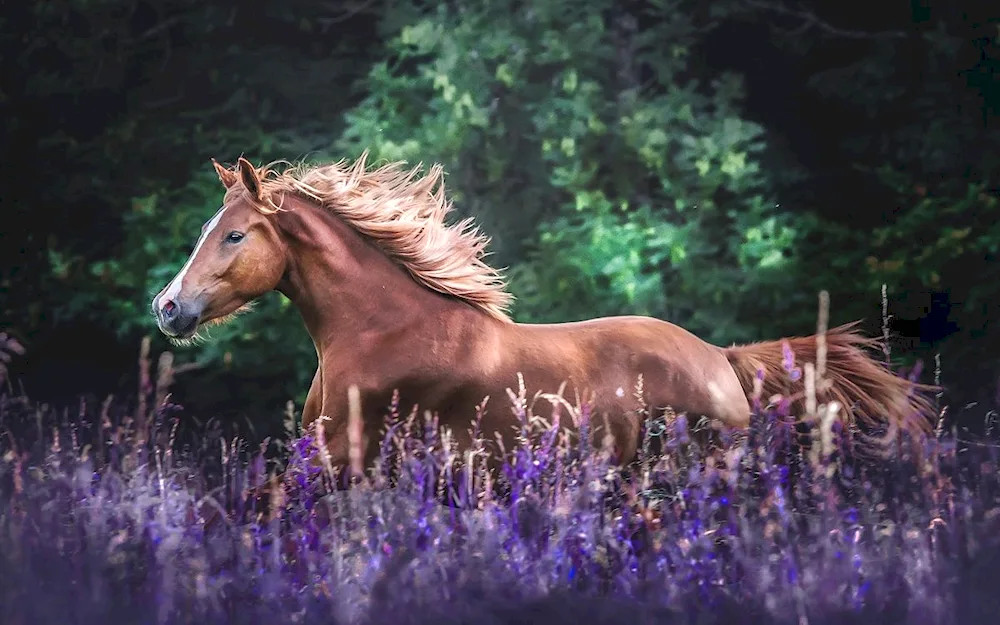 Mustang Austwind Horse