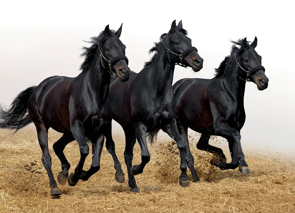 Beautiful horses