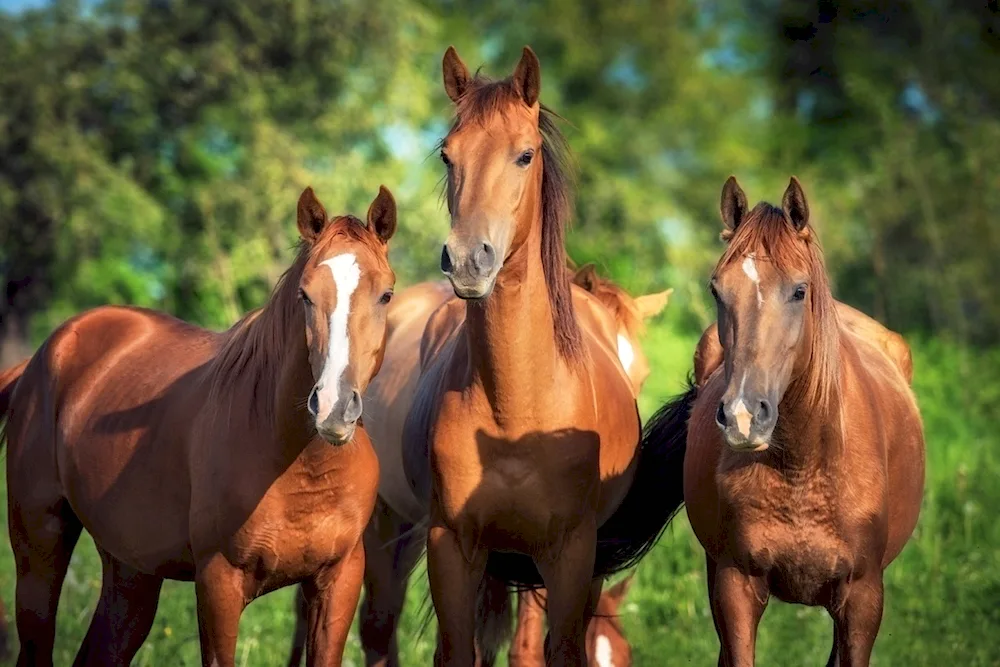 Lipizian horse breed