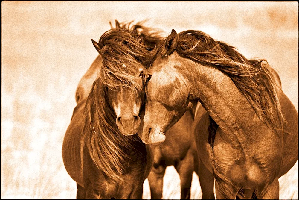 Beautiful horses