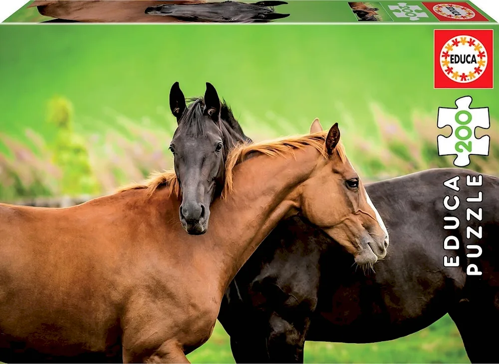 Beautiful horses