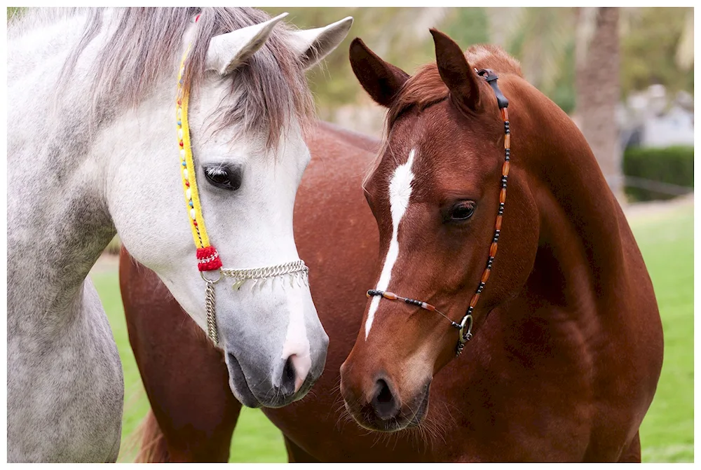 Horses for screensaver