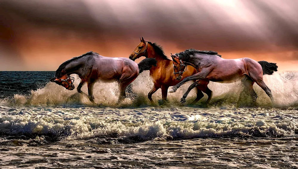 Horse running
