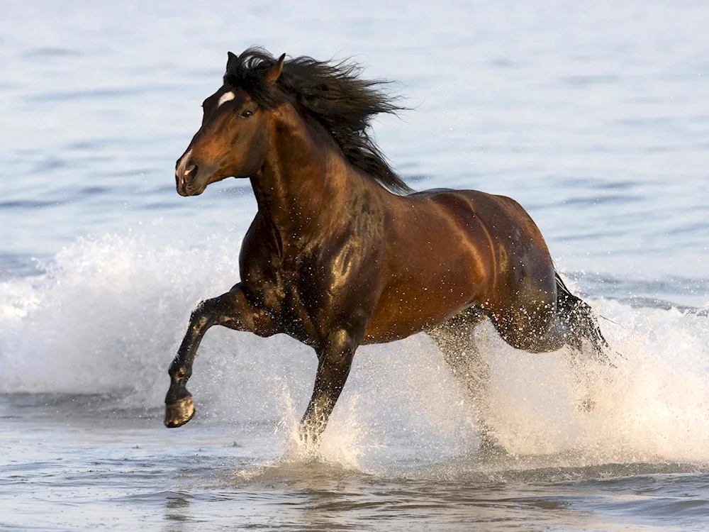 Mustang horse riding