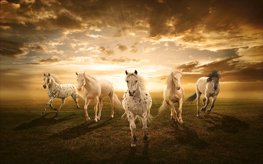 Beautiful horses