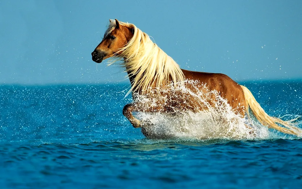 Mustang pacer