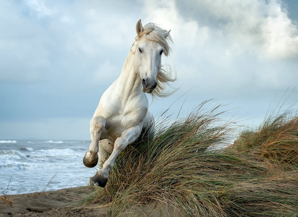 The horse is running