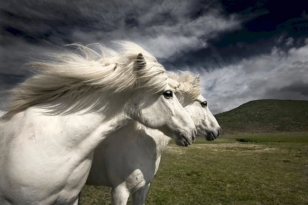 Beautiful horses