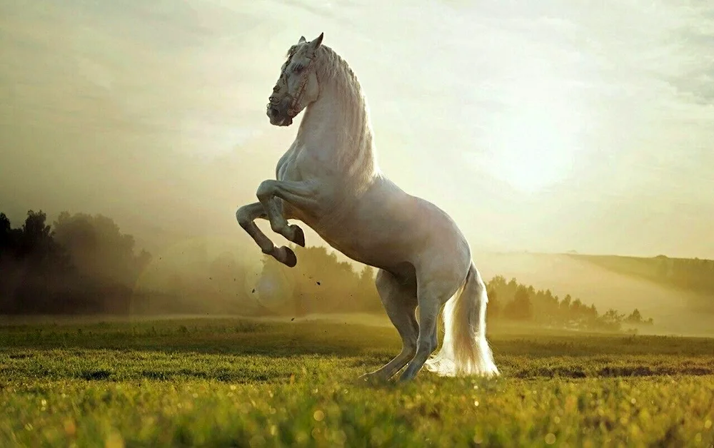 Arabian Mustang horse