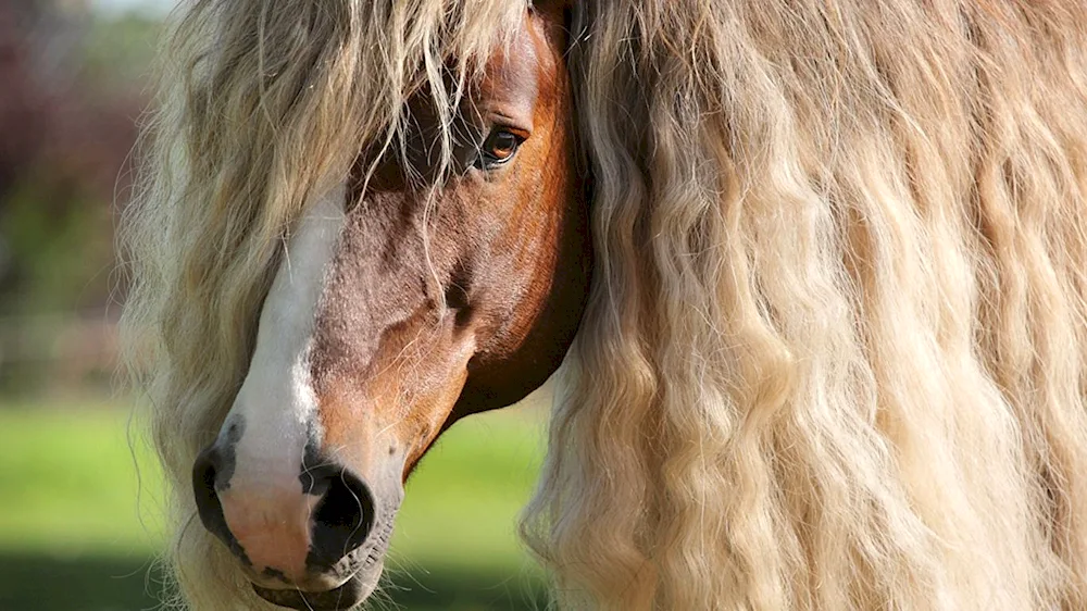 Netland ponies