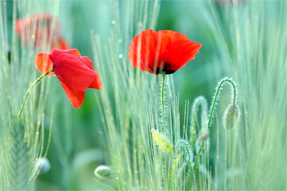 Beautiful poppies