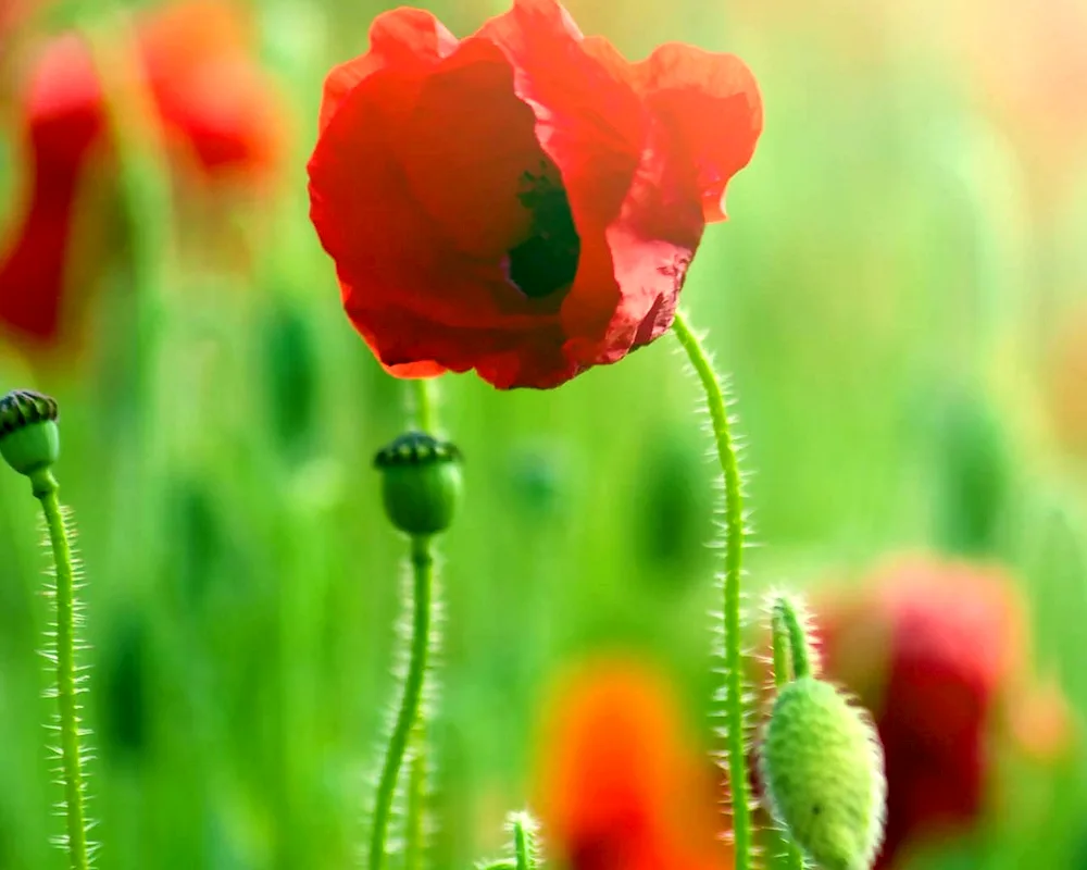 Beautiful poppies