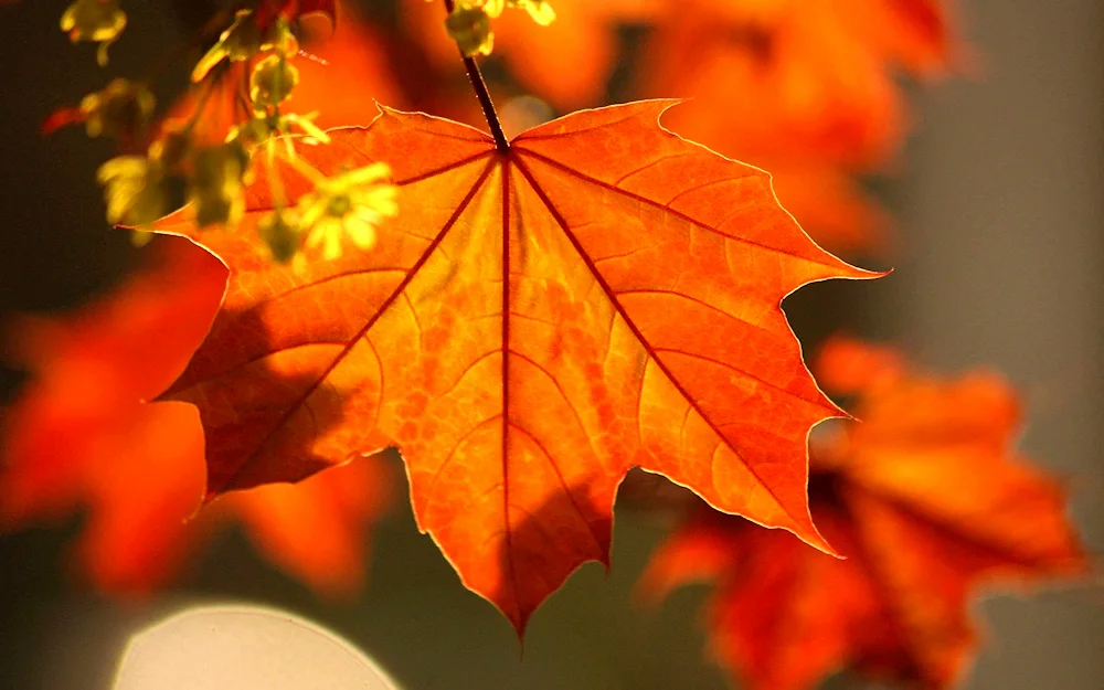 Beautiful Autumn leaves