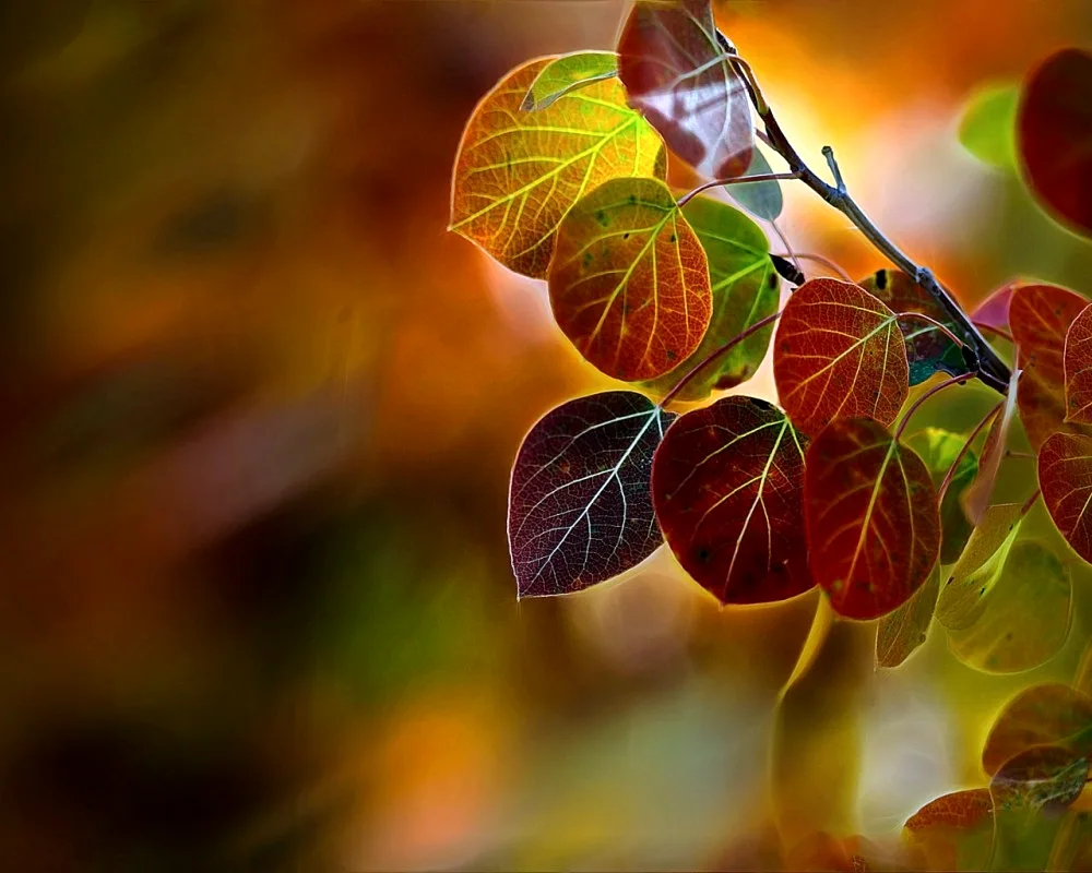 Beautiful autumn leaves