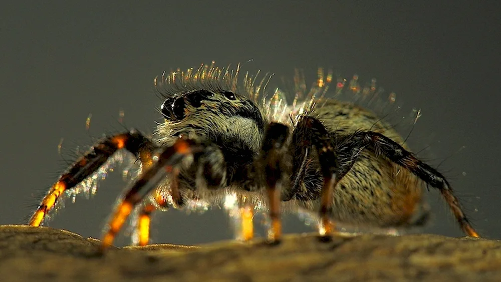 Beautiful spiders