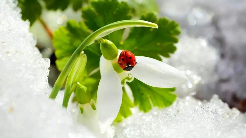 Beautiful snowdrops
