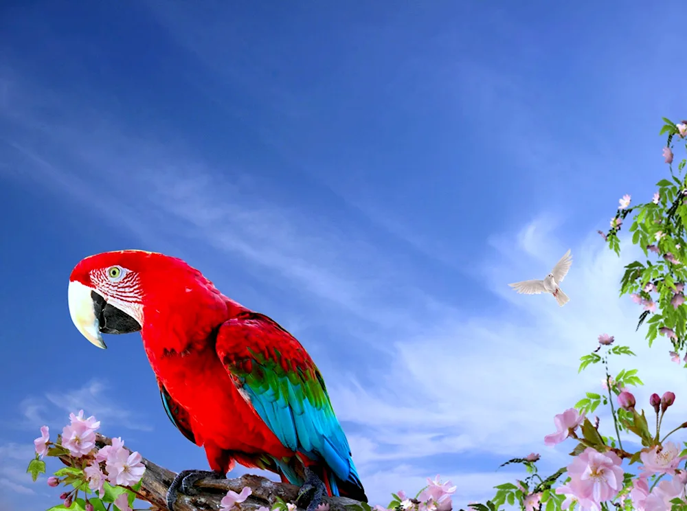 Bright parrot wallpaper for desktop