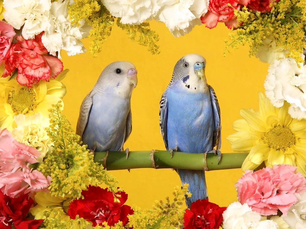 Tropical birds