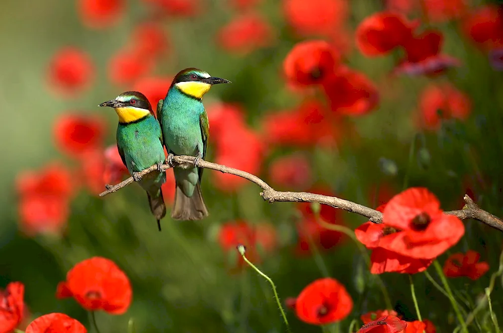 Beautiful birds