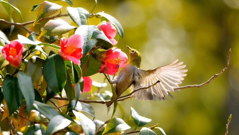 Beautiful birds