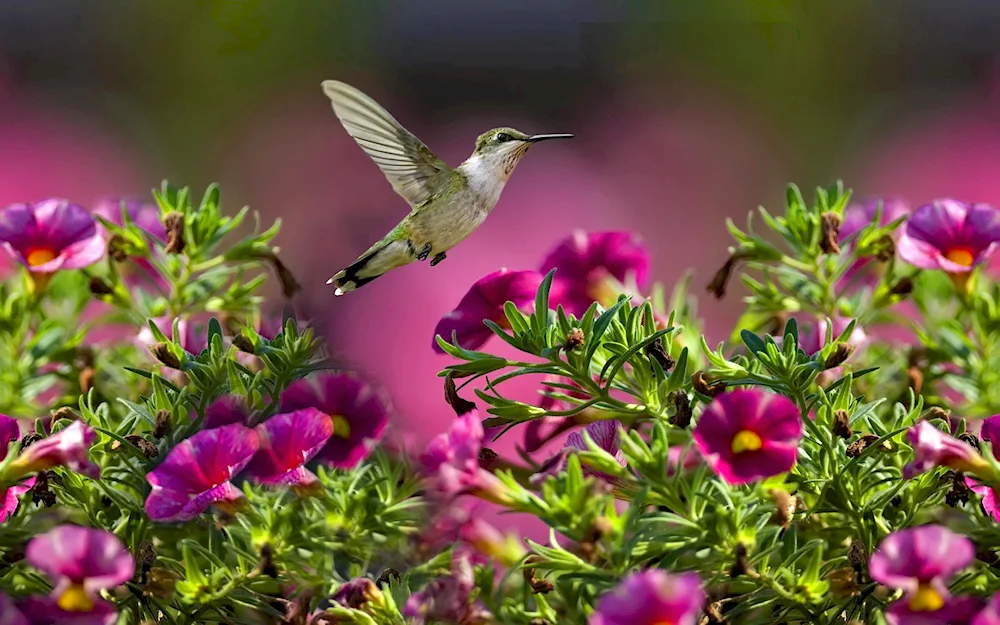 Amanda faubus hummingbird