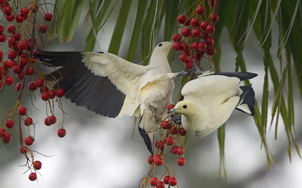 Parrot pigeon