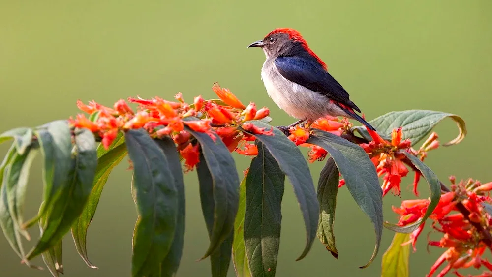 Beautiful birds.