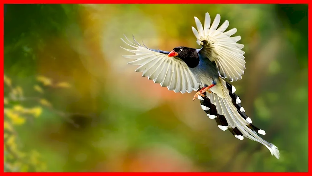 Birds in flight