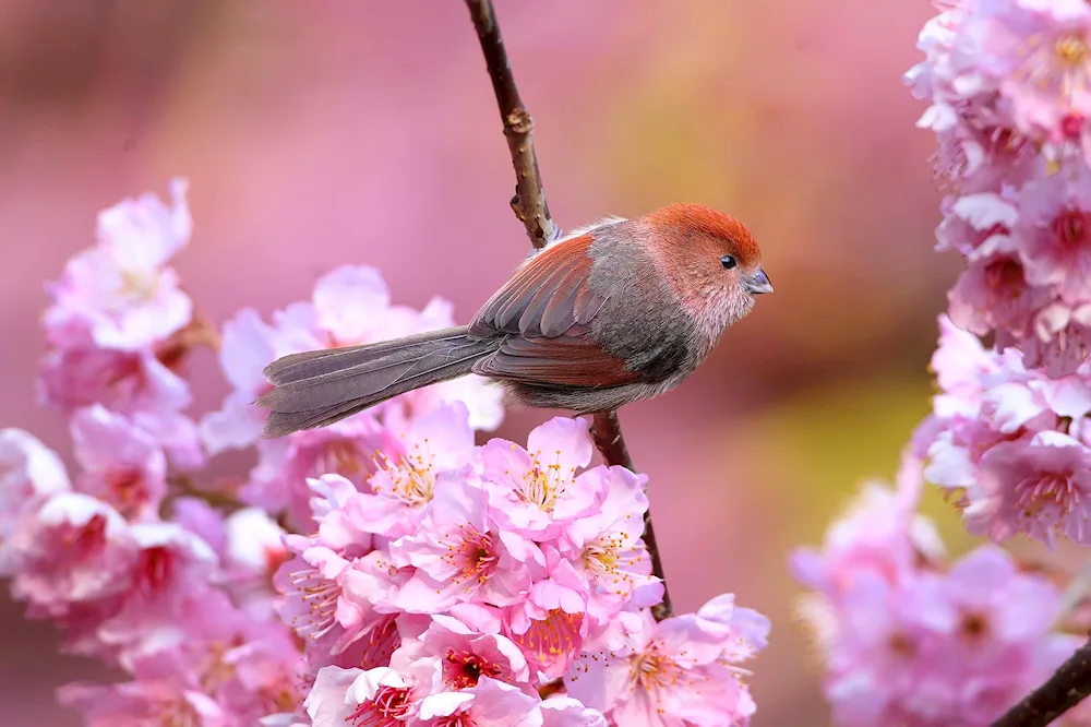 Bird on a flowering branch