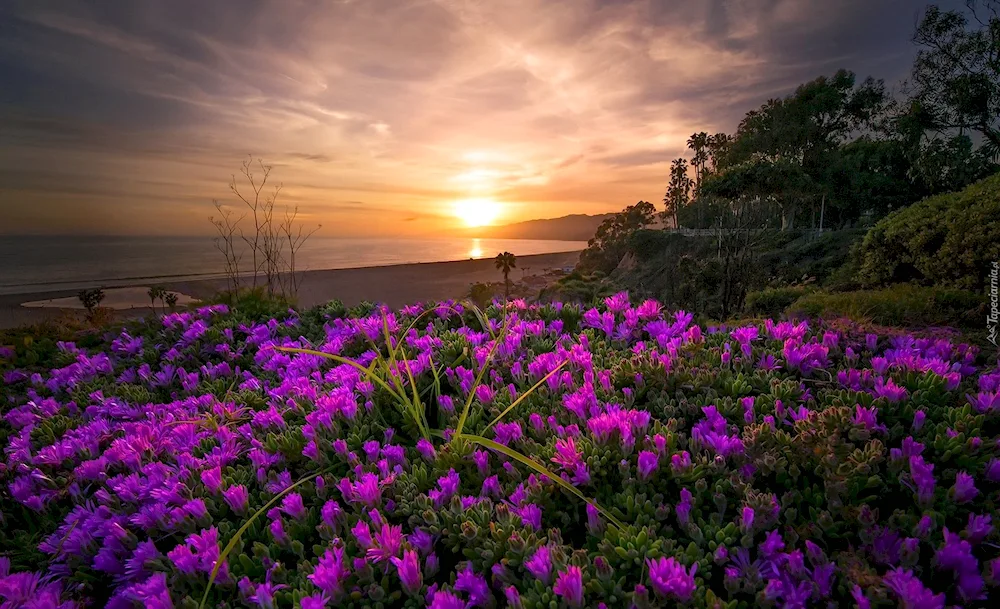 Spring flowers at night