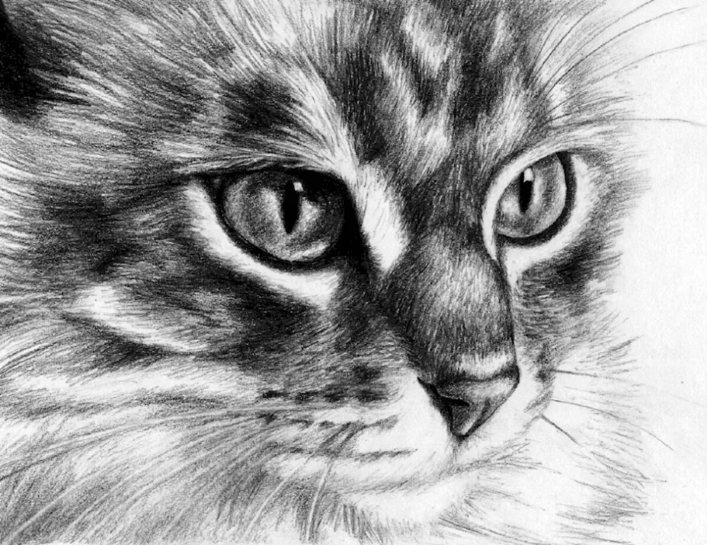 Beautiful drawings of animals. Colouring