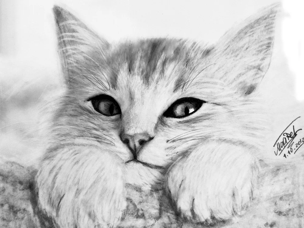 Beautiful pencil drawings