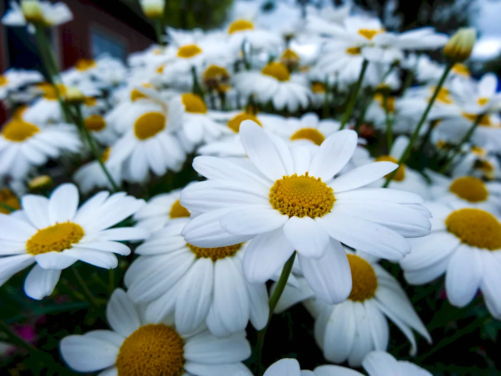 Chamomile wallpaper